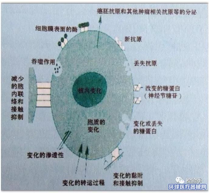 我国科研人员揭示出人类早期胚胎发育调控机理