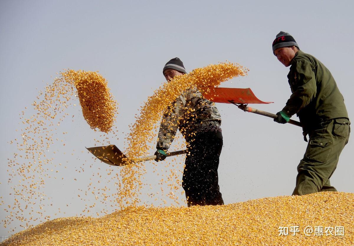 北京金融监管局：粮食作物完全成本保险落地见效，小麦、玉米保额较传统成本保险提高50.0%、33.3%