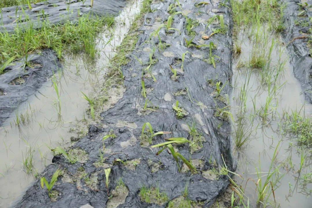 中尼樟木―塔托帕尼贸易路线上桥梁遭大雨冲毁