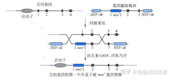 敲除这两个基因 作物将更好抵御寄生植物